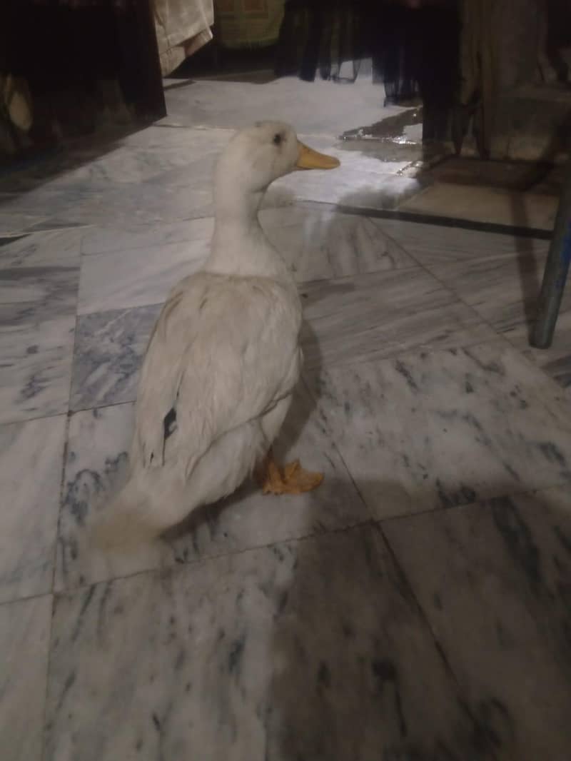 two active ducks home bread 3