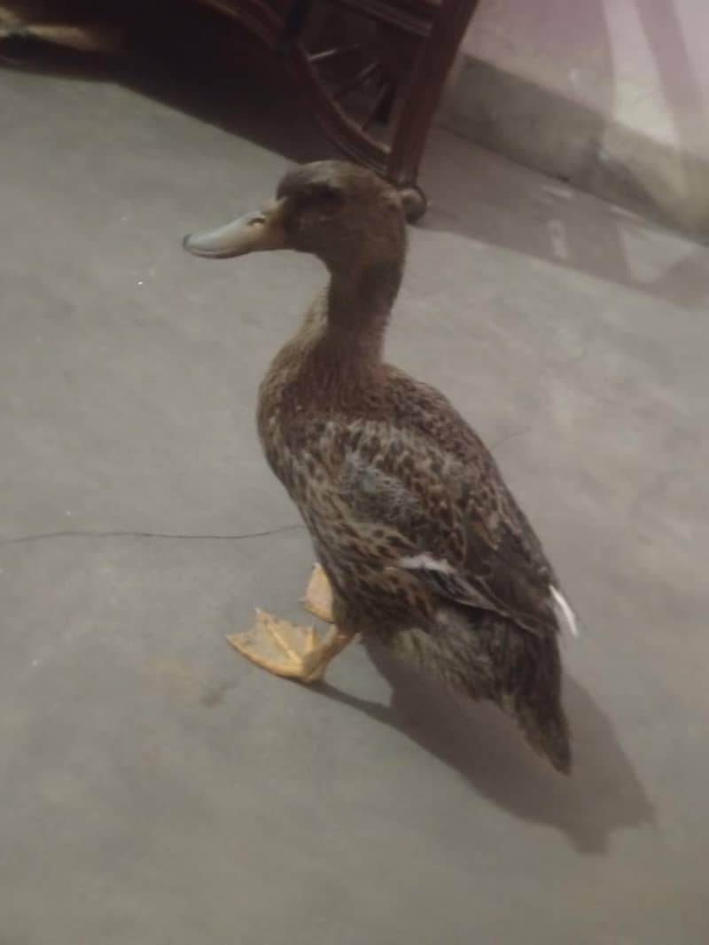 two active ducks home bread 4