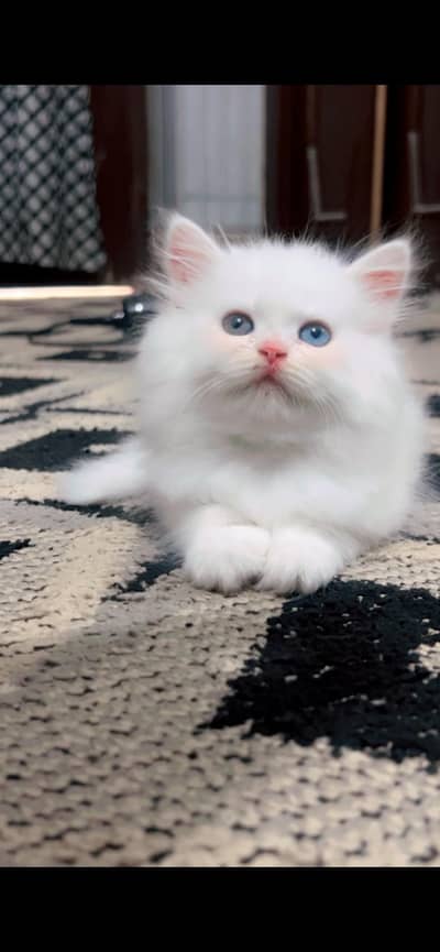 Pure Persian Cat