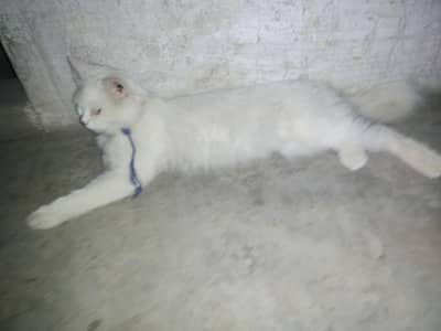 Russian cat white color