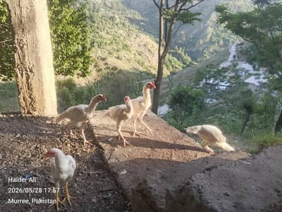 Heera Pathy and Chicks