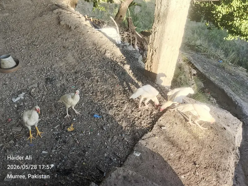 Heera Pathy and Chicks — photo 3