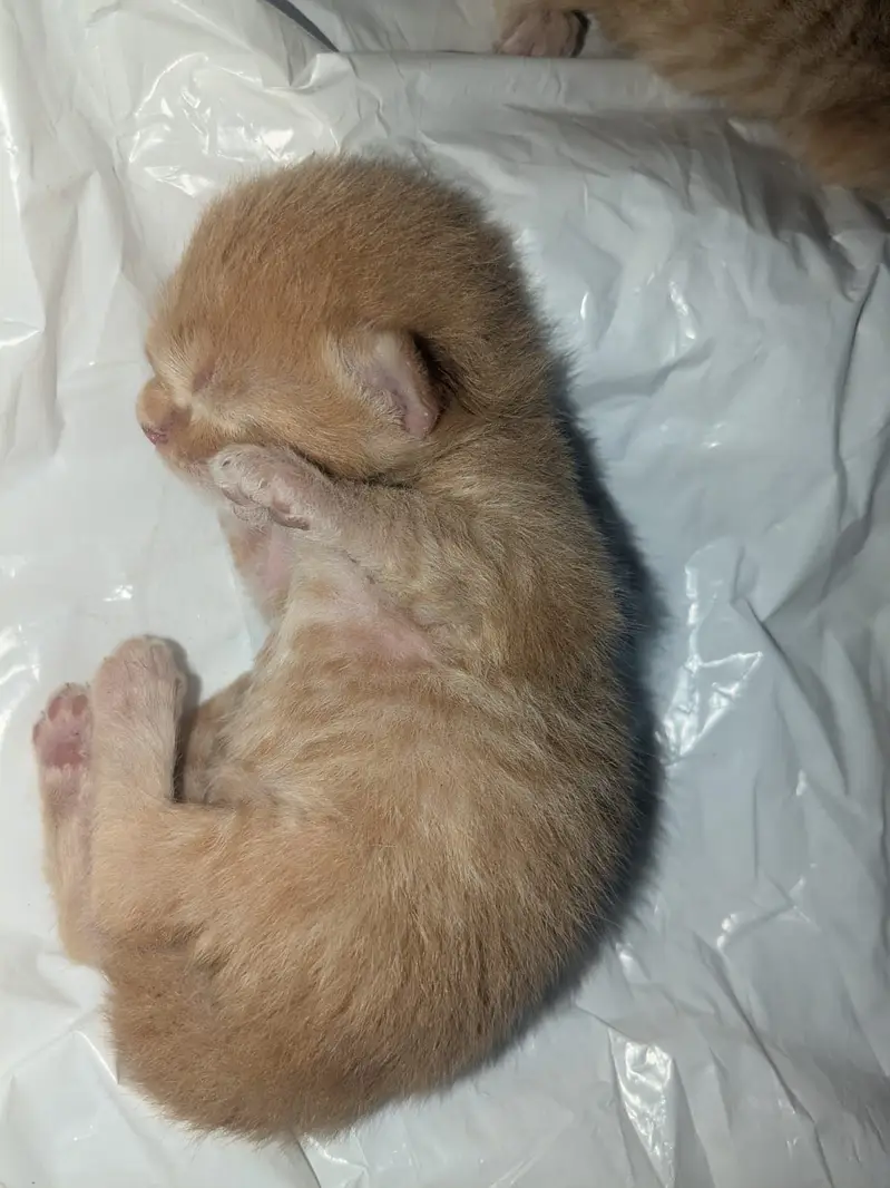 Persian cat with 3 babbies — photo 4