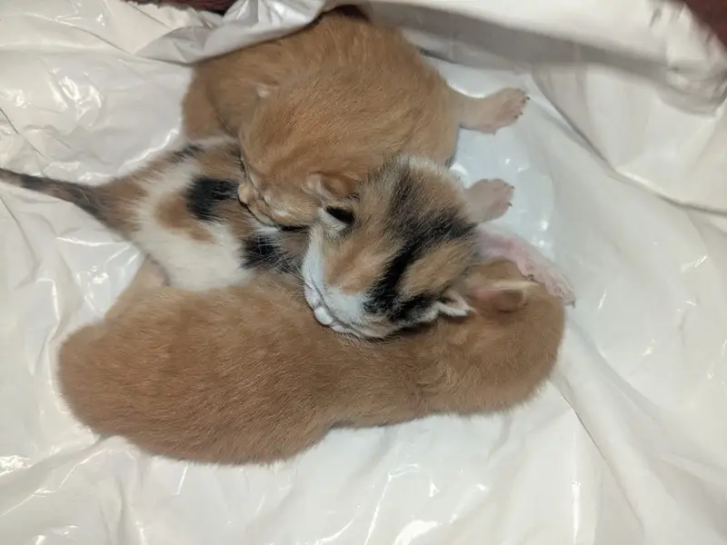 Persian cat with 3 babbies — photo 8