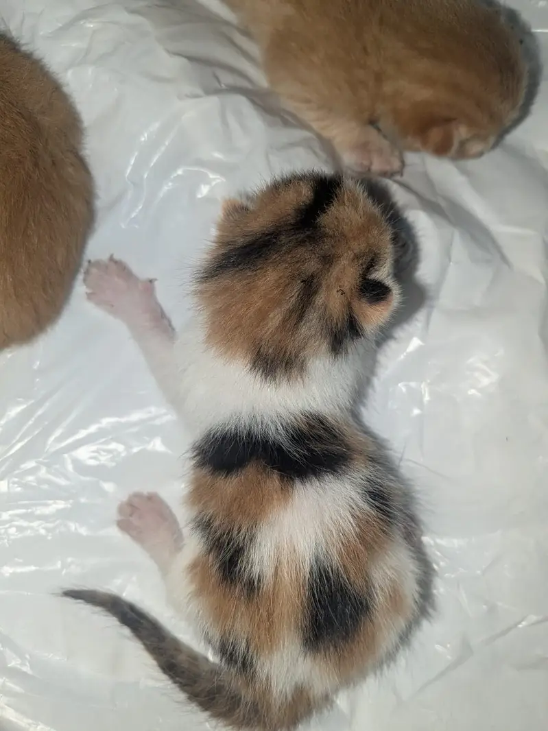 Persian cat with 3 babbies — photo 9