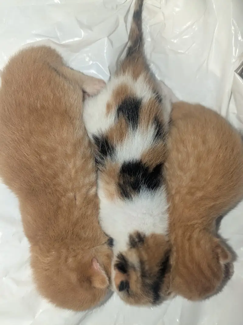 Persian cat with 3 babbies — photo 10