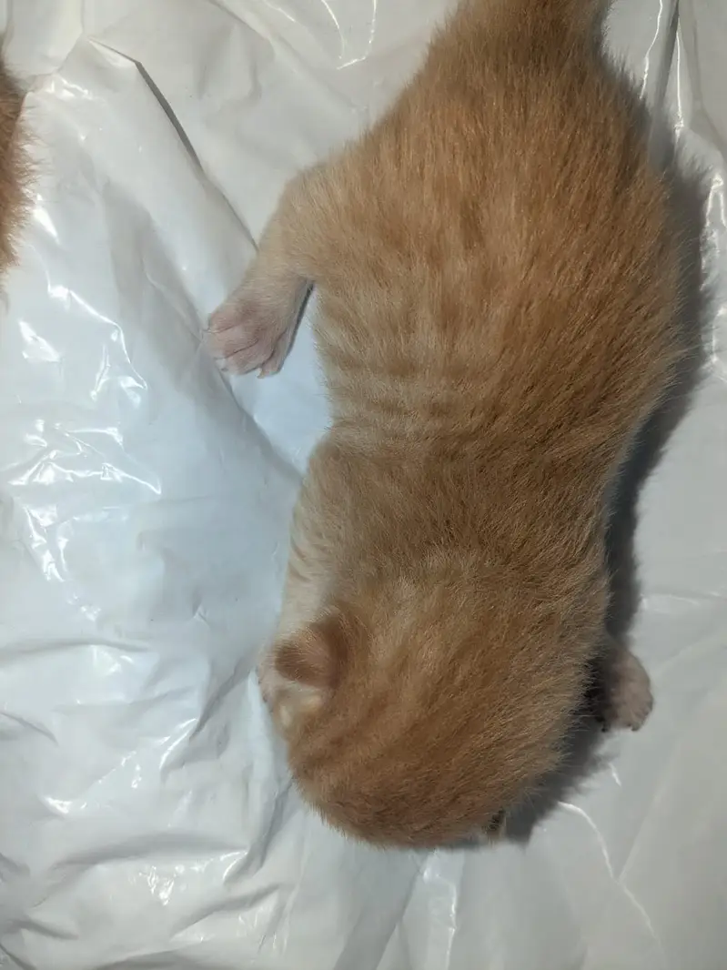 Persian cat with 3 babbies — photo 11