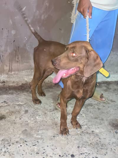 Forsale ponter female