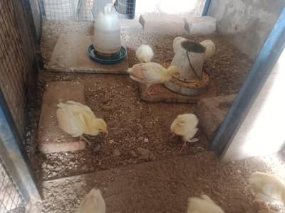 peacock chicks for sale