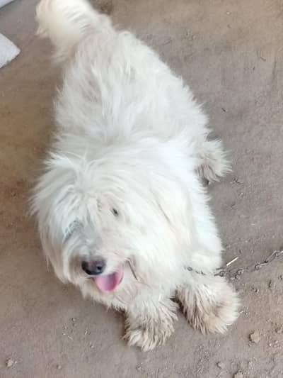 white long Beautiful Hair. Good . Friendly