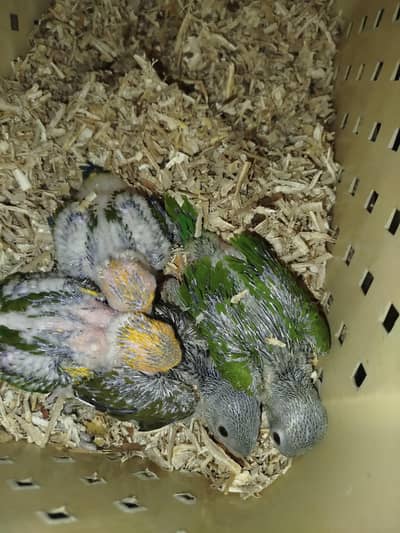 Sun Conure / Olive Ringneck / Green Ringneck.  Homebreed