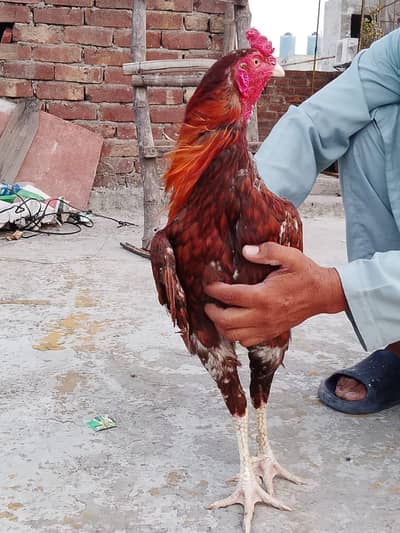 Seel Murgha for sale