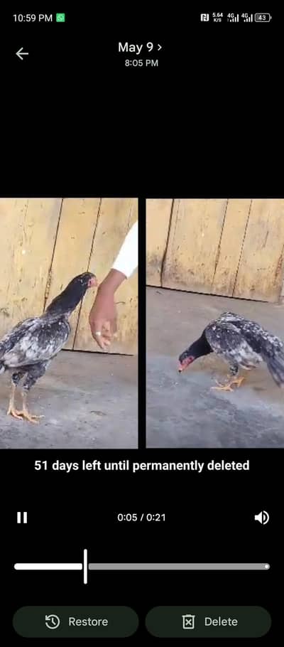 eggs for sell