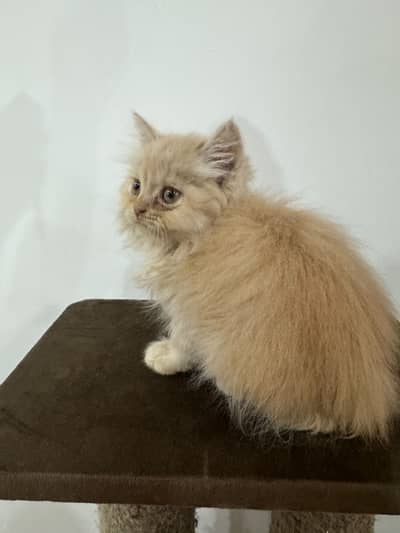 persian kitten