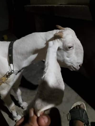 golabi bakri 1 month Cross
