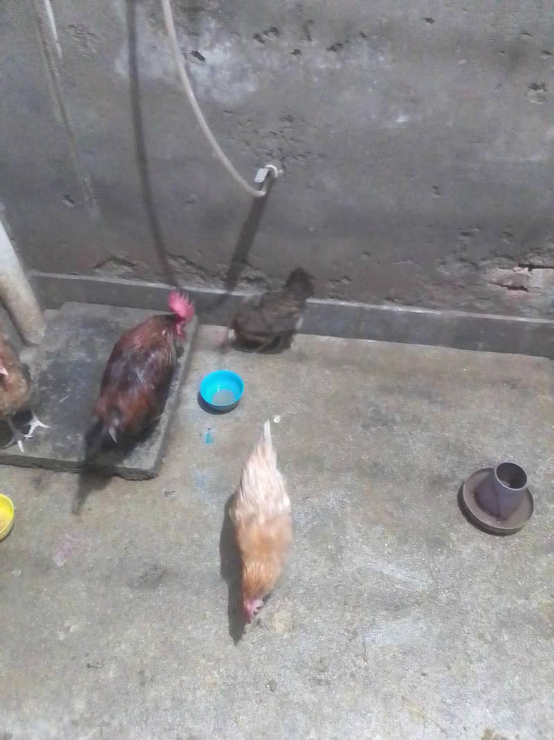 Hen's 2