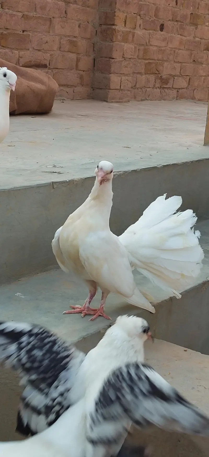 sahiwal pegion lover — photo 3