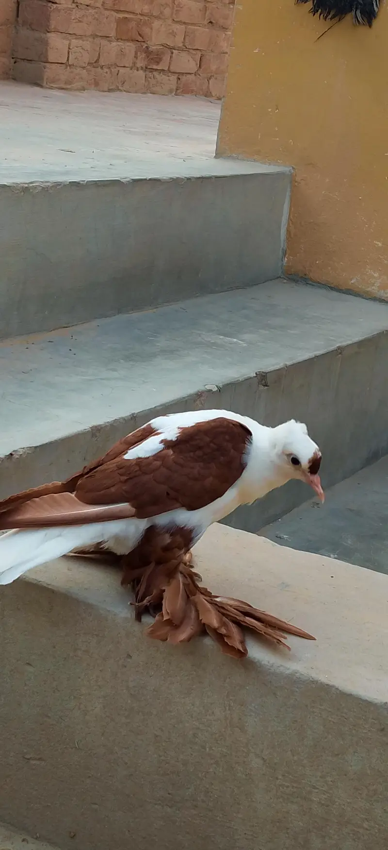 sahiwal pegion lover — photo 5