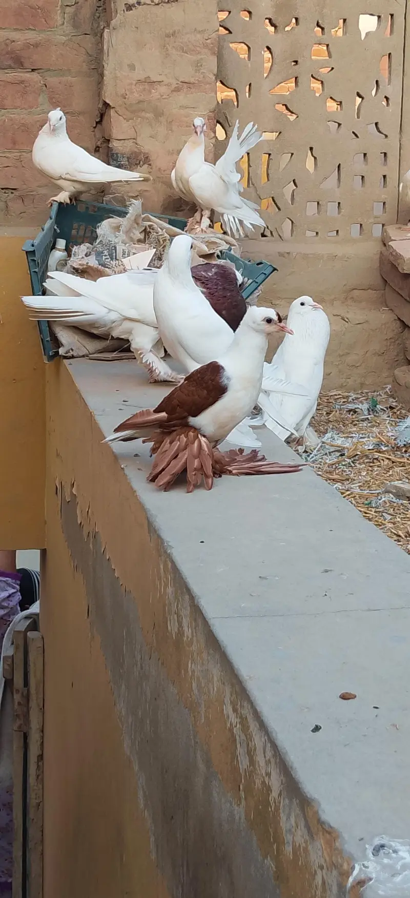 sahiwal pegion lover — photo 6