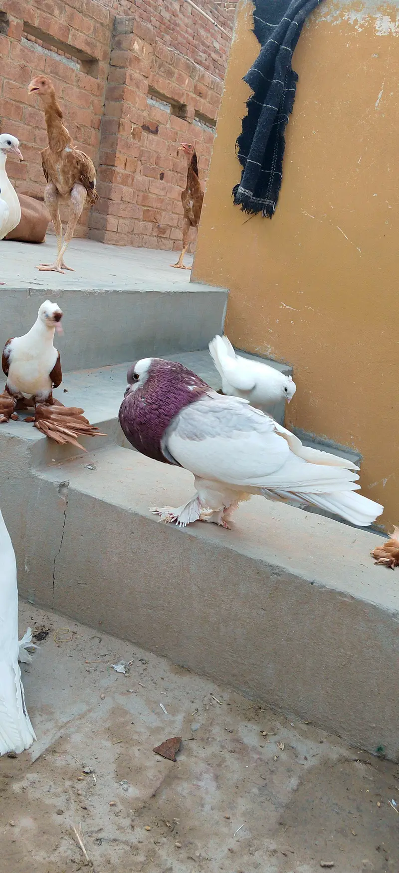 sahiwal pegion lover — photo 7