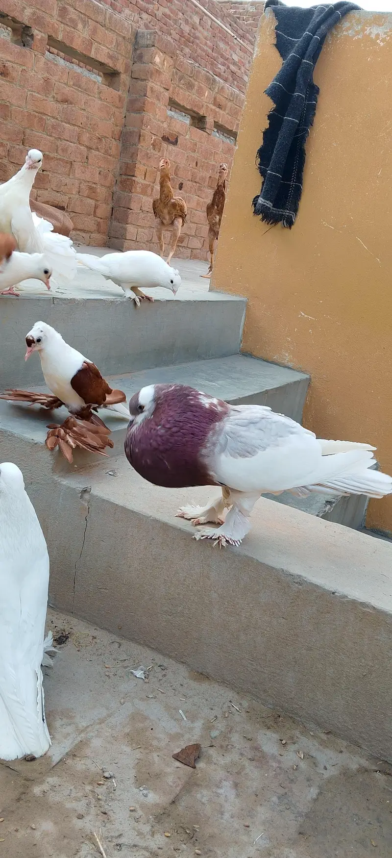 sahiwal pegion lover — photo 8