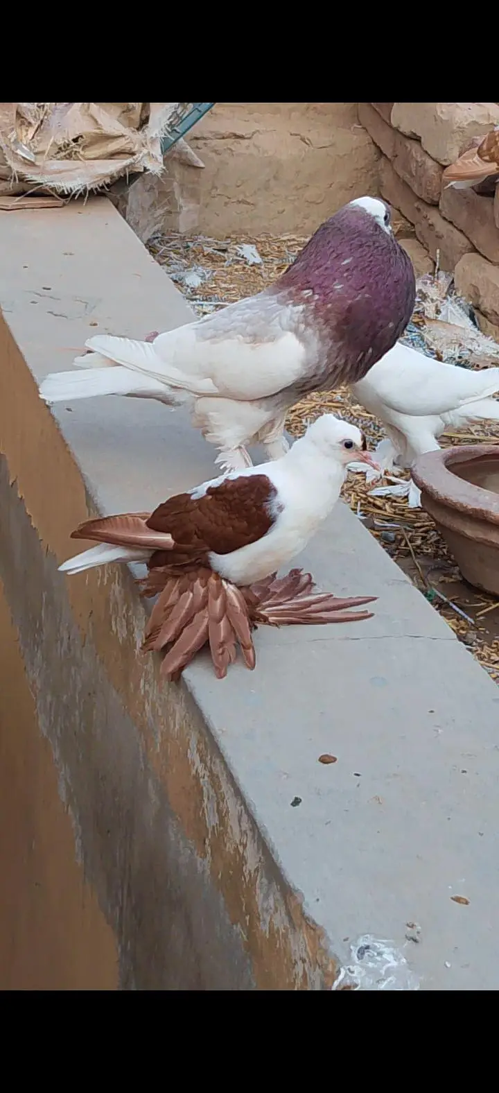 sahiwal pegion lover — photo 10