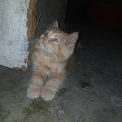 Persian Cat Triple Coatted