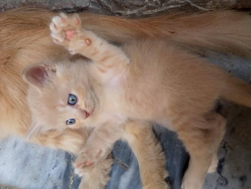 Persian 0