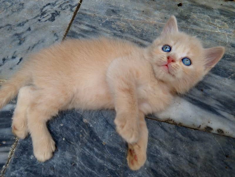 Persian 1