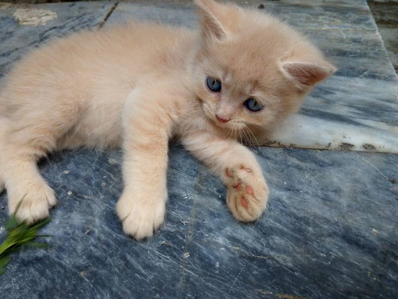 Persian 2