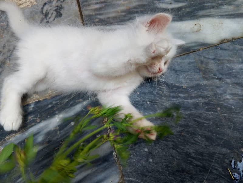 Persian 3