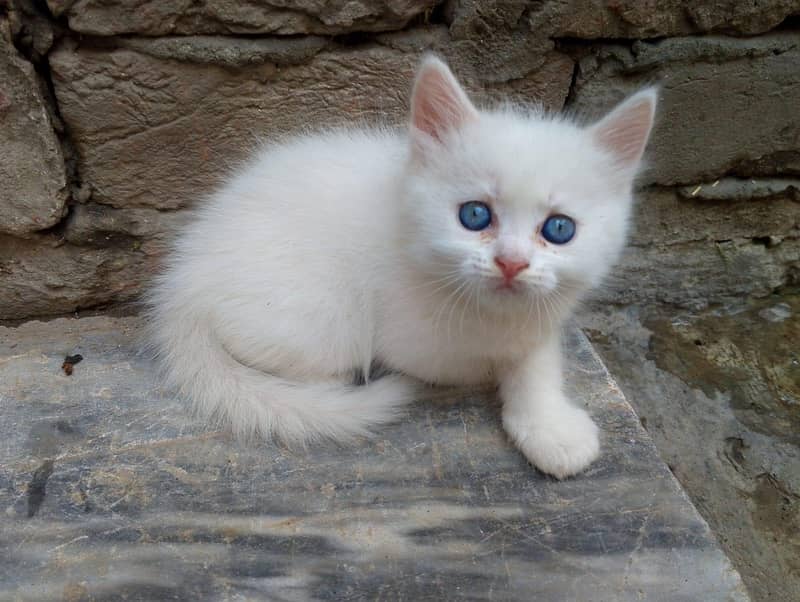 Persian 5
