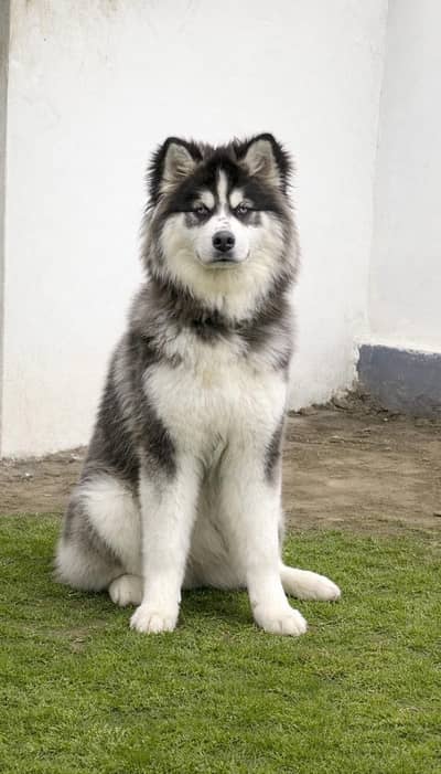 Husky