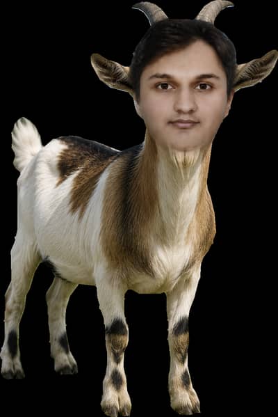 Mountain Goat