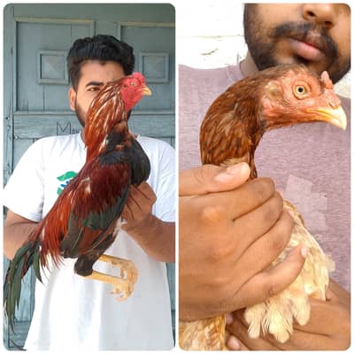 Aseel Amroha murga and female available