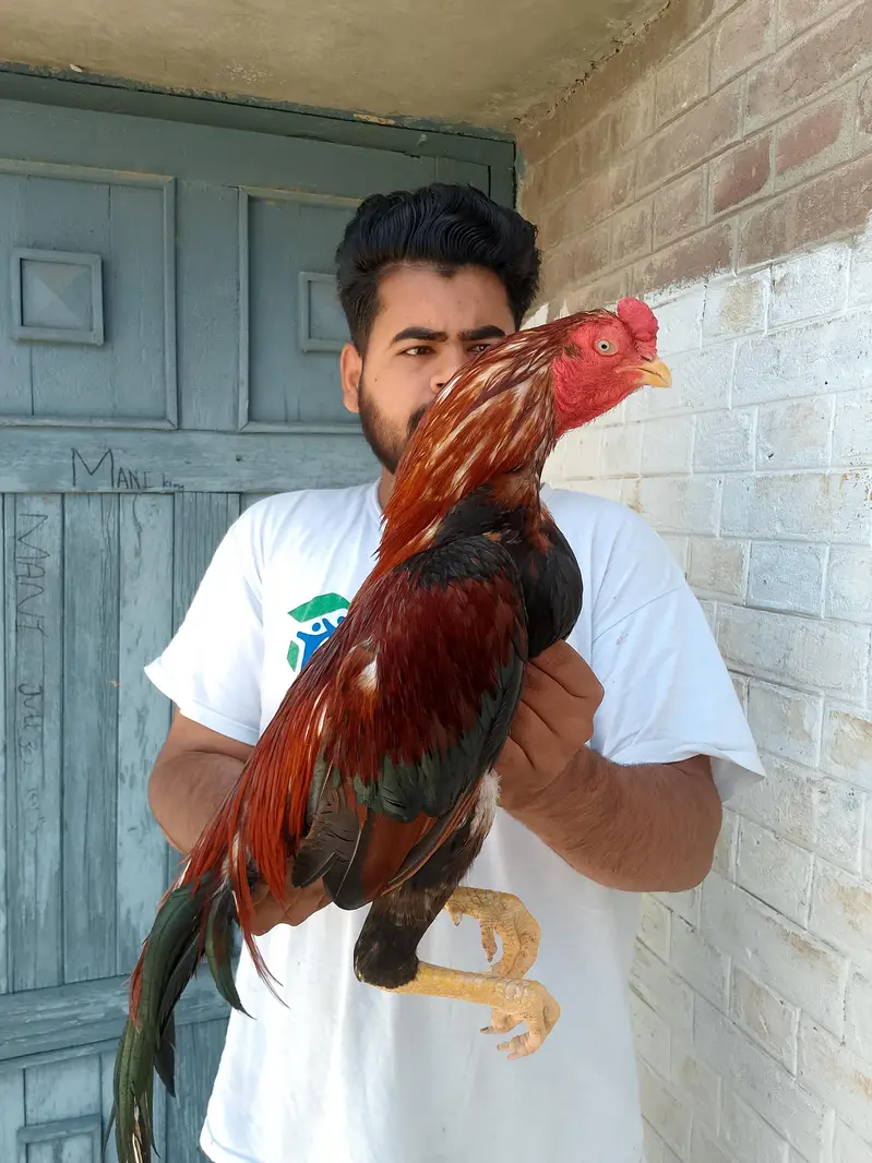 Aseel Amroha murga and female available — photo 2