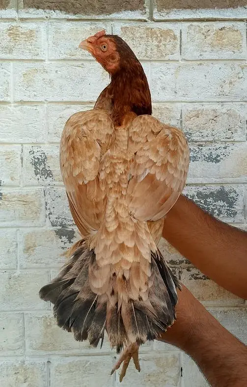 Aseel Amroha murga and female available — photo 4