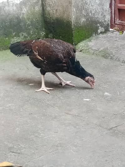Aseel female
