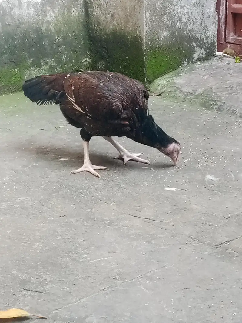 Aseel female — photo 2