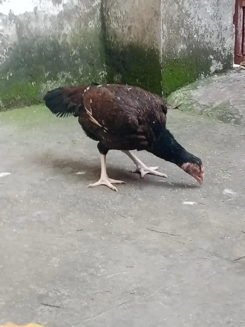 Aseel female — photo 3