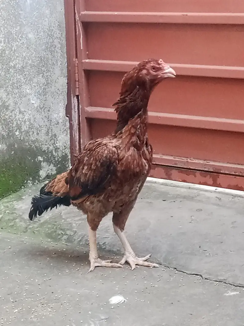 Aseel female — photo 4