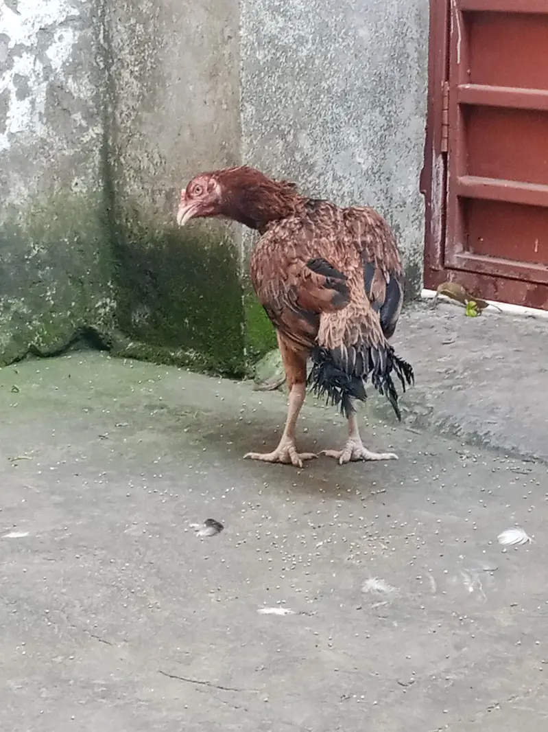 Aseel female — photo 8