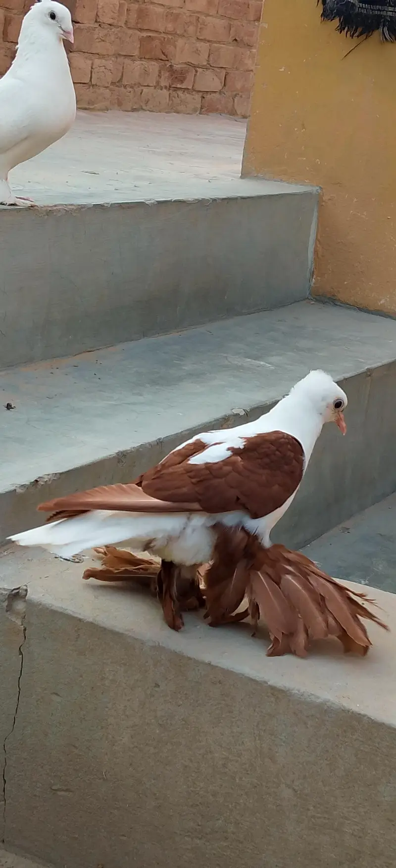 sahiwal — photo 6