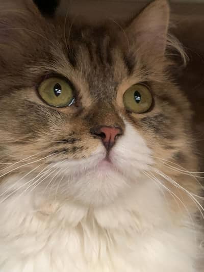 ragdoll x persain 6 months old  females kittens
