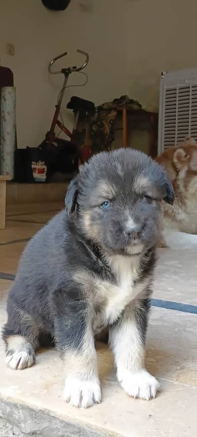 Agouti Husky