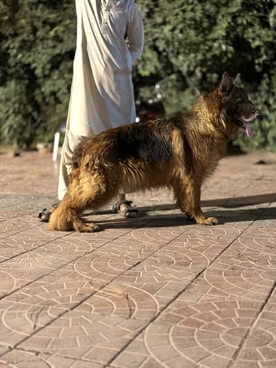 German Shepherd female triple coat ha only contact olx