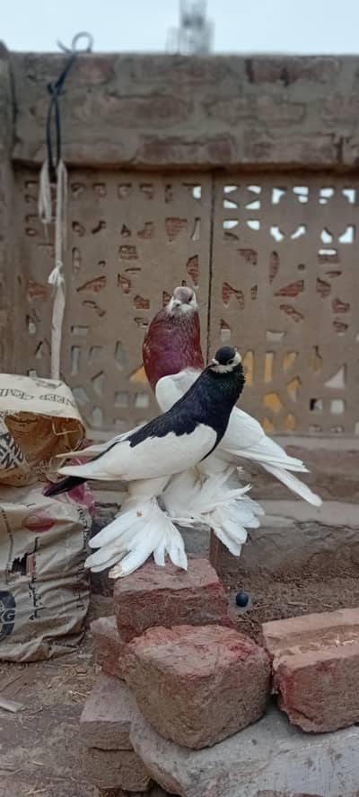 urgent sale kot khadim ali sha