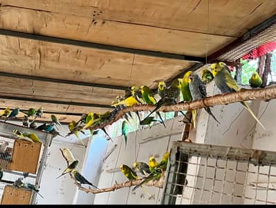 Mix Budgie Pairs For Sale