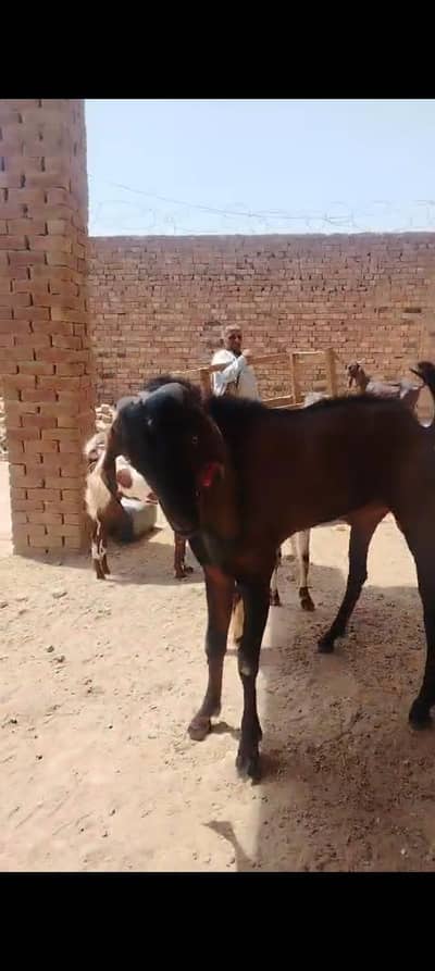 breeder bakra sahiwal nagra