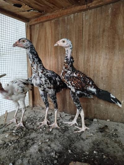 7 Aseel chicks Total